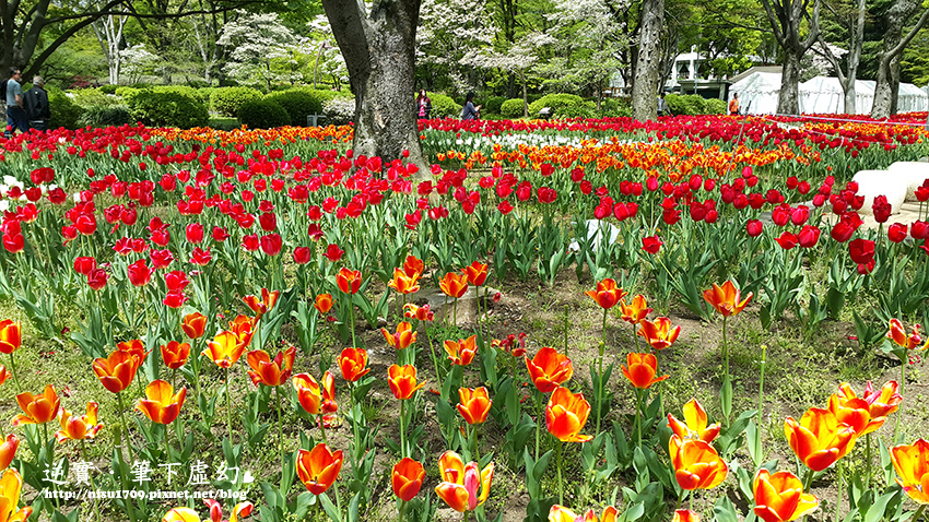 日本東京櫻花季 日比谷公園ひびやこうえん 美得像個觀光景點 鬱金香 大草地 歐風洋房和心字池 每個角落都是風景 逆實 筆下虛幻 日本東京櫻花季 日比谷公園ひびやこうえん 美得像個觀光景點 鬱金香 大草地 歐風洋房和心字池 每個角落都是風景 逆實 筆下虛幻