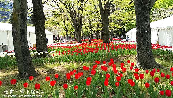 日本東京櫻花季 日比谷公園ひびやこうえん 美得像個觀光景點 鬱金香 大草地 歐風洋房和心字池 每個角落都是風景 逆實 筆下虛幻