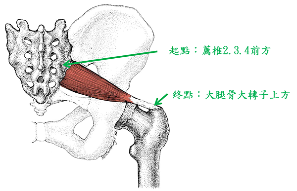 piriformis2