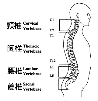 SPINE2