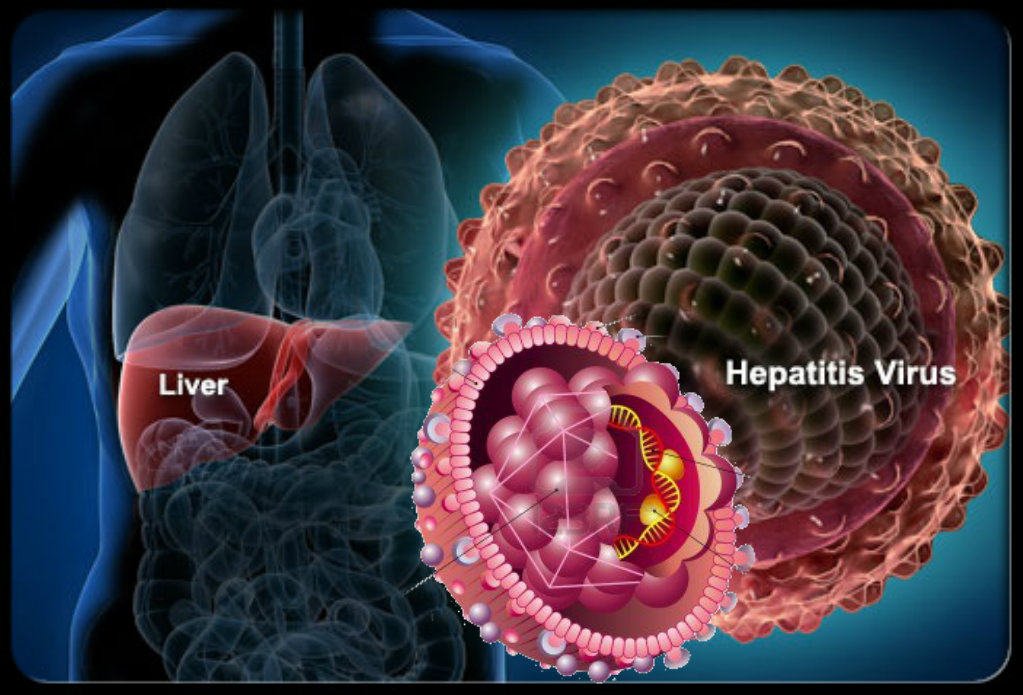 hepatitis-B-virus.jpg
