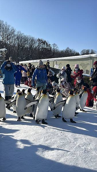 親子遊日本(´･ω･`)  冬天雪白世界的旭山動物園(￣▽￣