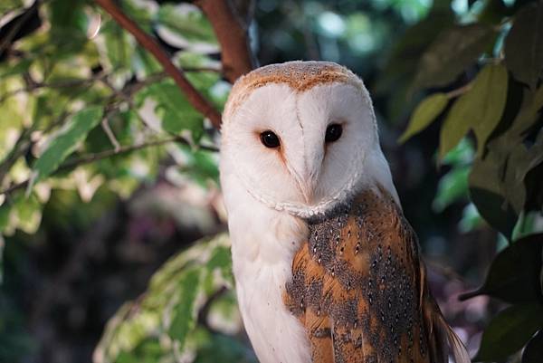 親子遊日本｡^‿^｡東京萌萌小動物咖啡廳～抱不完的小豬豬摸不