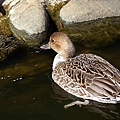 _IGP4840.JPG