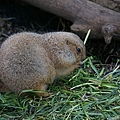_IGP4924.JPG