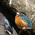 _IGP4492.JPG