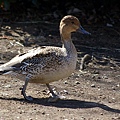 _IGP4794.JPG