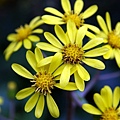 _IGP1496.JPG