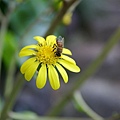 _IGP1494.JPG