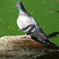 _IGP1639.JPG