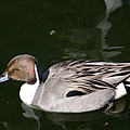 _IGP4887.JPG