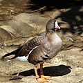 _IGP4879.JPG