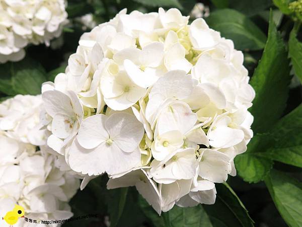 【台北 旅遊】陽明山-隱藏在步道中的花團錦簇