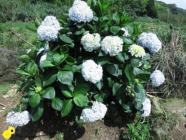 【台北 旅遊】陽明山-隱藏在步道中的花團錦簇