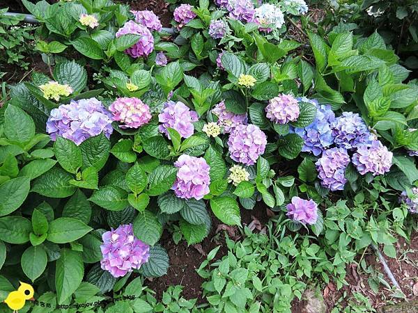 【台北 旅遊】陽明山-隱藏在步道中的花團錦簇