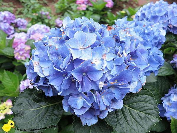 【台北 旅遊】陽明山-隱藏在步道中的花團錦簇