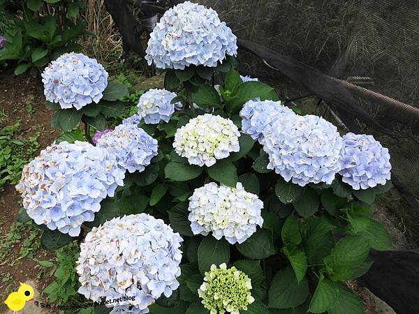 【台北 旅遊】陽明山-隱藏在步道中的花團錦簇