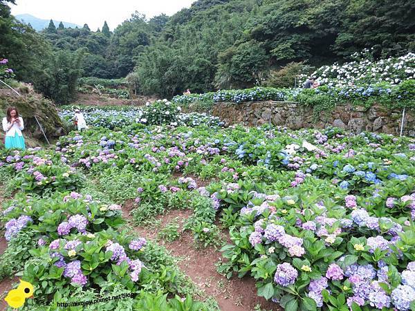 【台北 旅遊】陽明山-隱藏在步道中的花團錦簇