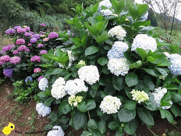 【台北 旅遊】陽明山-隱藏在步道中的花團錦簇