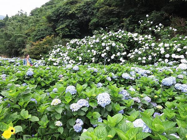 【台北 旅遊】陽明山-隱藏在步道中的花團錦簇