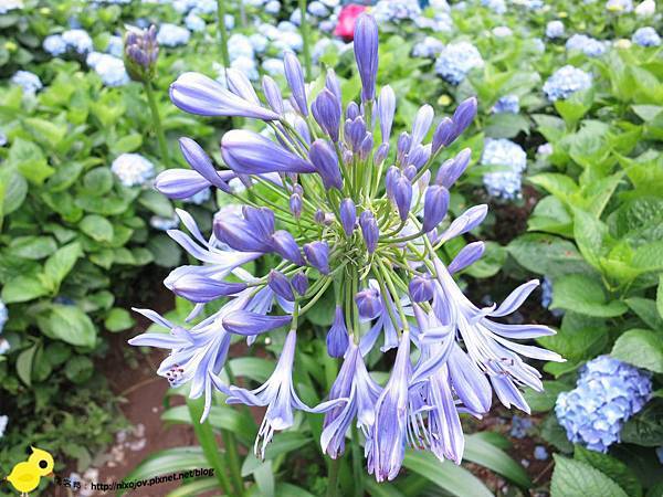 【台北 旅遊】陽明山-隱藏在步道中的花團錦簇