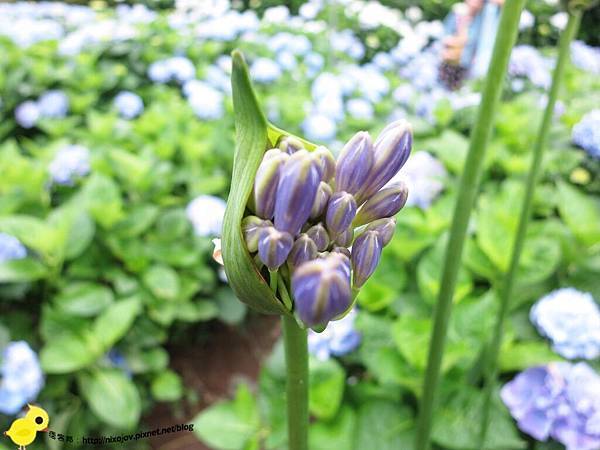 【台北 旅遊】陽明山-隱藏在步道中的花團錦簇