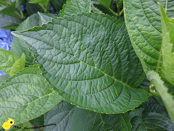 【台北 旅遊】陽明山-隱藏在步道中的花團錦簇