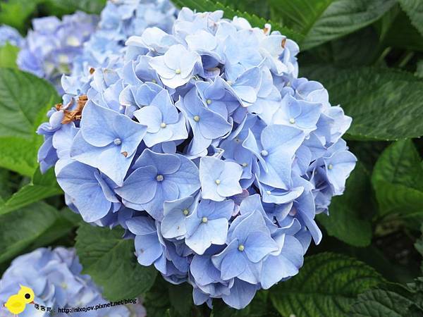 【台北 旅遊】陽明山-隱藏在步道中的花團錦簇