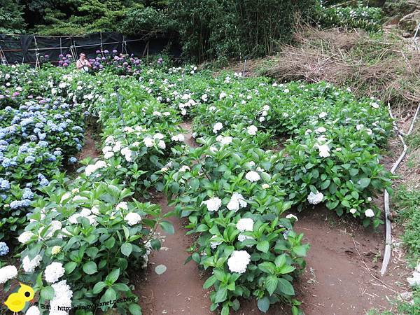 【台北 旅遊】陽明山-隱藏在步道中的花團錦簇