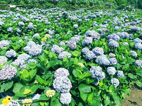 【台北 旅遊】陽明山-隱藏在步道中的花團錦簇