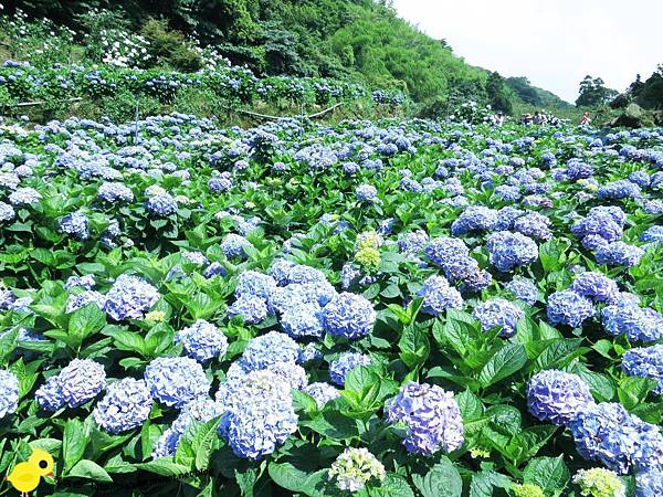 【台北 旅遊】陽明山-隱藏在步道中的花團錦簇