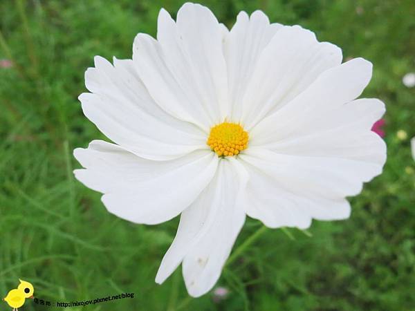 【宜蘭】望龍埤-湖畔中的夢境