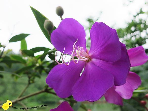 【宜蘭】望龍埤-湖畔中的夢境