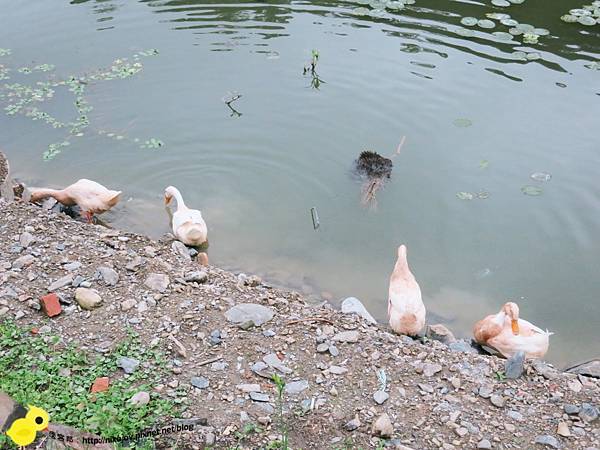 【宜蘭】望龍埤-湖畔中的夢境