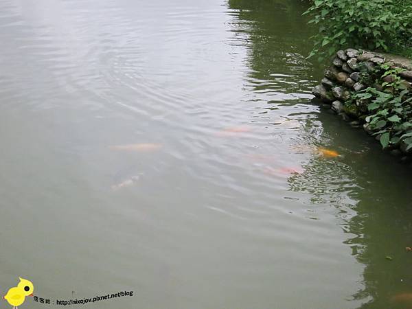 【宜蘭】望龍埤-湖畔中的夢境