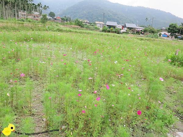 【宜蘭】望龍埤-湖畔中的夢境