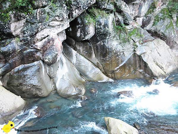 【新竹】司馬庫斯-人間密境遙遠的國度