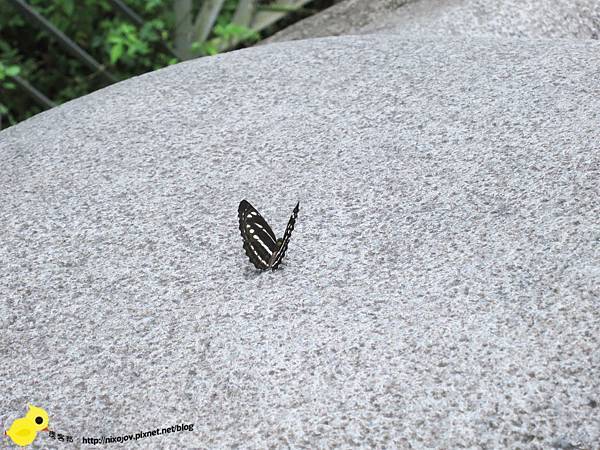 【新竹】司馬庫斯-人間密境遙遠的國度