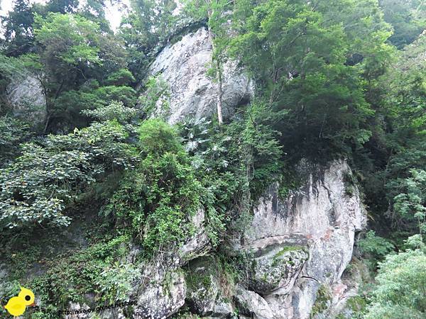 【新竹】司馬庫斯-人間密境遙遠的國度