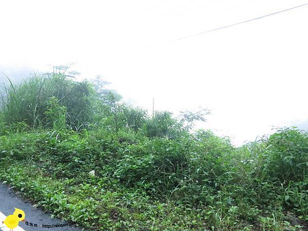 【新竹】司馬庫斯-人間密境遙遠的國度