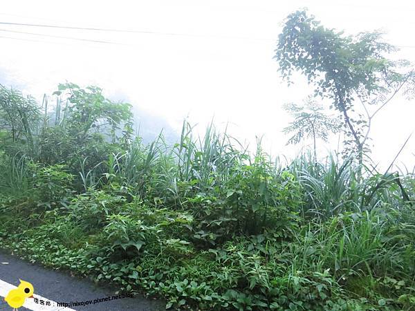 【新竹】司馬庫斯-人間密境遙遠的國度