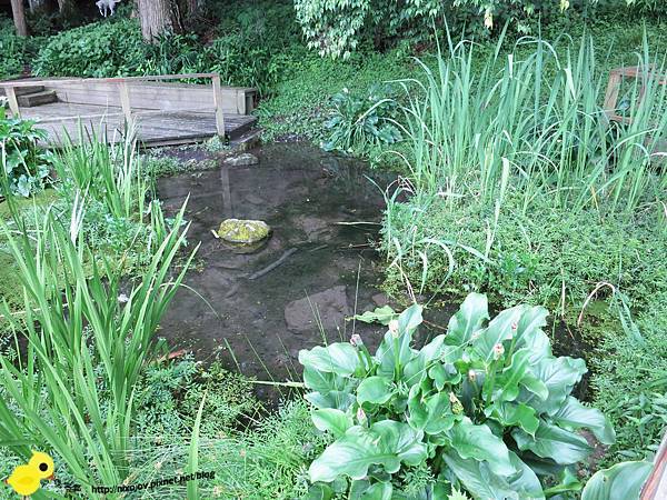 【新竹】司馬庫斯-人間密境遙遠的國度