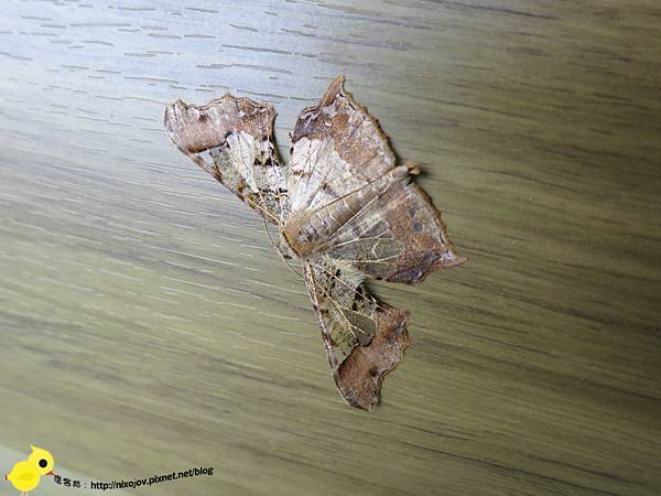 【新竹】司馬庫斯-人間密境遙遠的國度