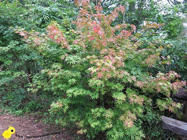 【新竹】司馬庫斯-人間密境遙遠的國度