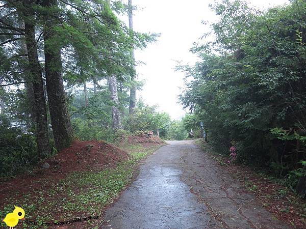 【新竹】司馬庫斯-人間密境遙遠的國度