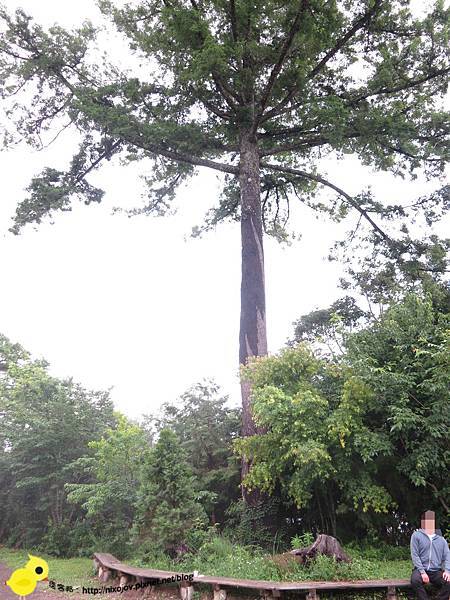 【新竹】司馬庫斯-人間密境遙遠的國度