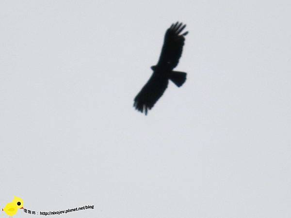 【新竹】司馬庫斯-人間密境遙遠的國度