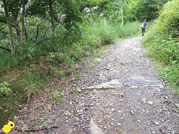 【新竹】司馬庫斯-人間密境遙遠的國度