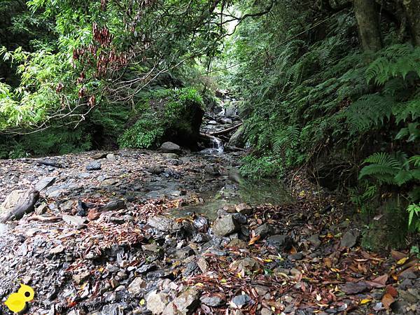 【新竹】司馬庫斯-人間密境遙遠的國度