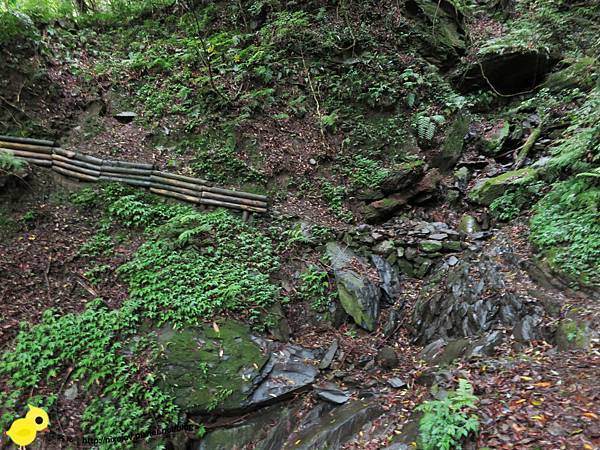 【新竹】司馬庫斯-人間密境遙遠的國度